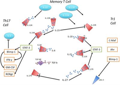 Looking Beyond Th17 Cells: A Role for Tr1 Cells in Ankylosing Spondylitis?